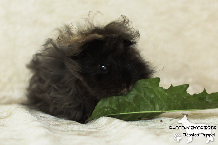 Meerschweinchen "von den Hanseschweinen"