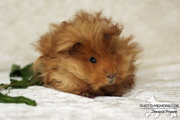 Meerschweinchen "von den Hanseschweinen"