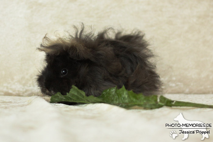 Meerschweinchen "von den Hanseschweinen"