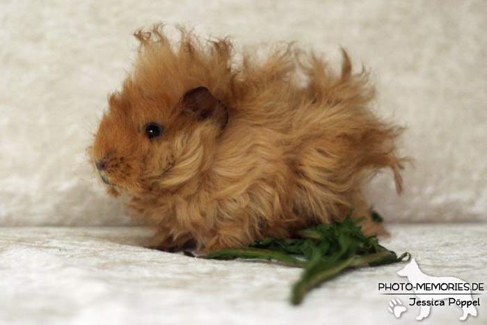 Meerschweinchen "von den Hanseschweinen"