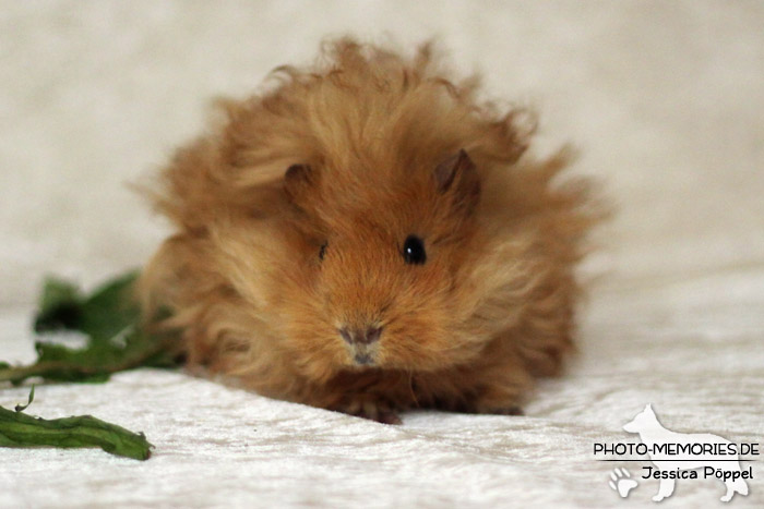 Meerschweinchen "von den Hanseschweinen"