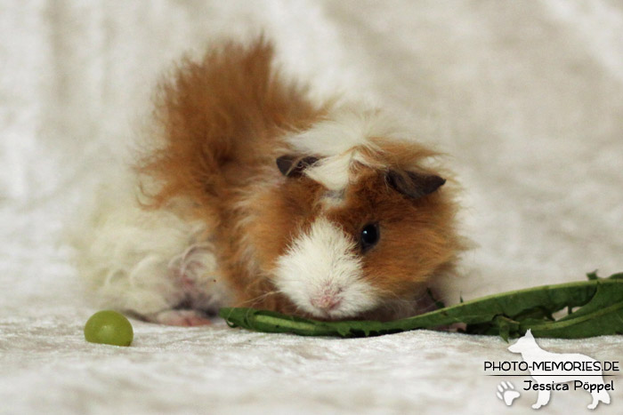 Meerschweinchen "von den Hanseschweinen"