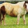 Andere Tiere