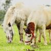 Zwei Shetlandponys beim Grasen