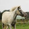 Shetlandpony in Action