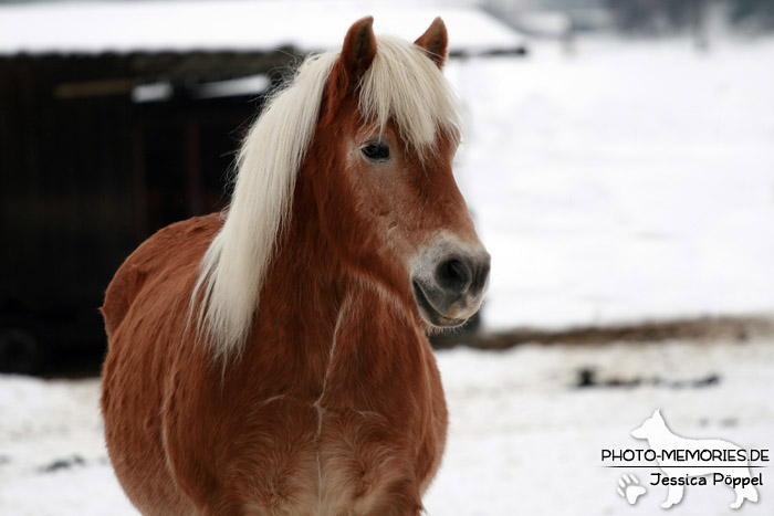 Pferd im Winter auf einer Koppel