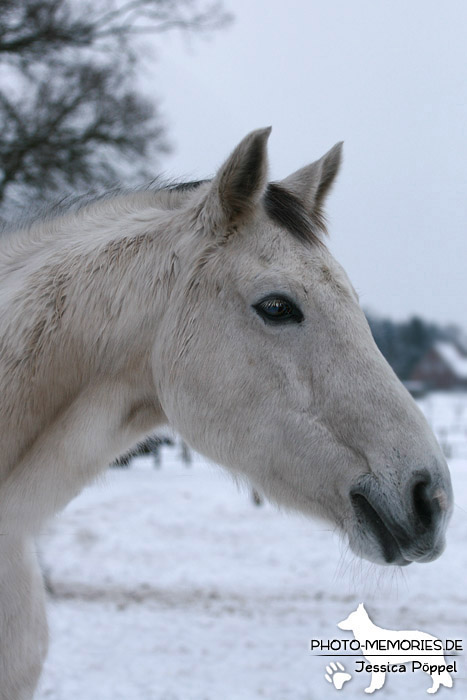 Weißes Pferd im Winter auf einer Koppel