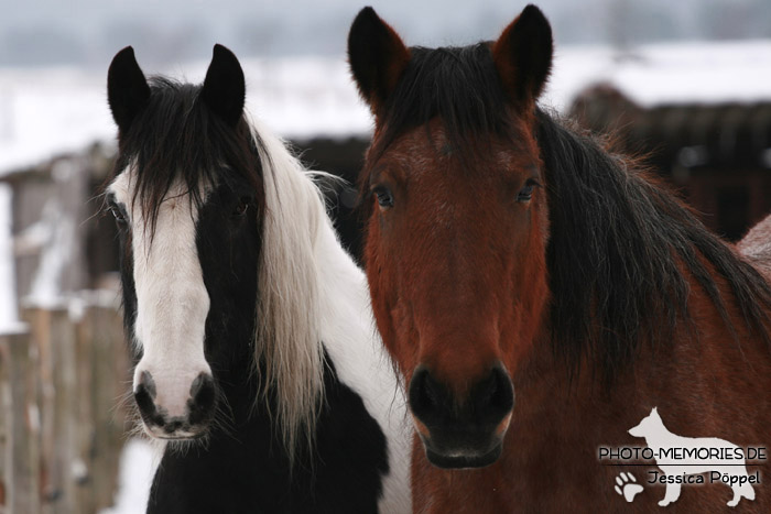 Pferde im Winter auf einer Koppel