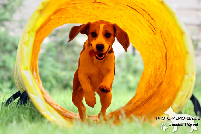 Beagle im Tunnel