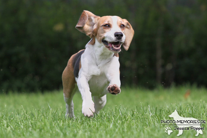 Beagle in Action