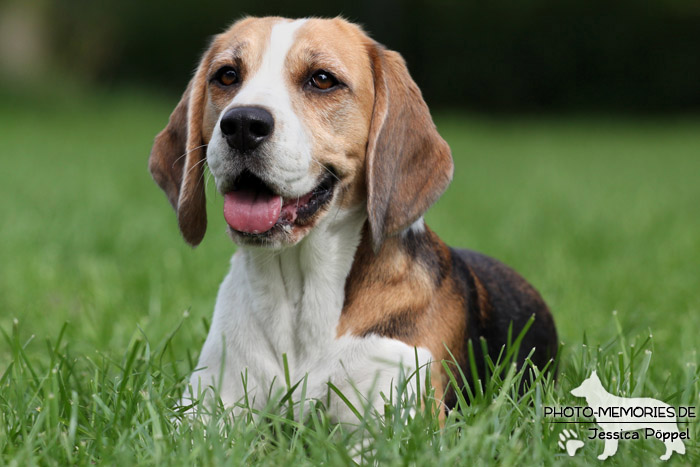 Beagle im Liegen