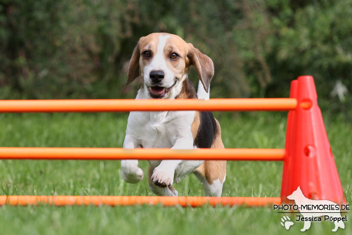 Beagle beim Agility