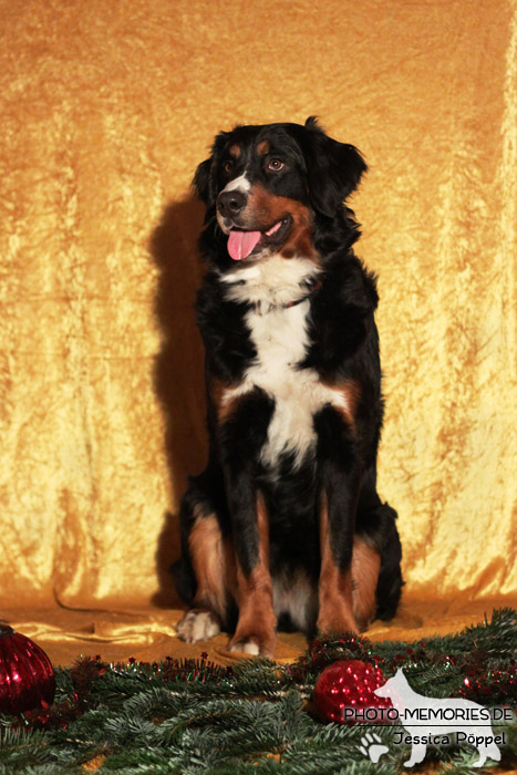 Berner Sennenhund im Studio