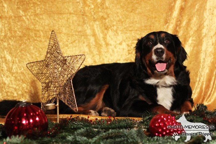 Berner Sennenhund an Weihnachten