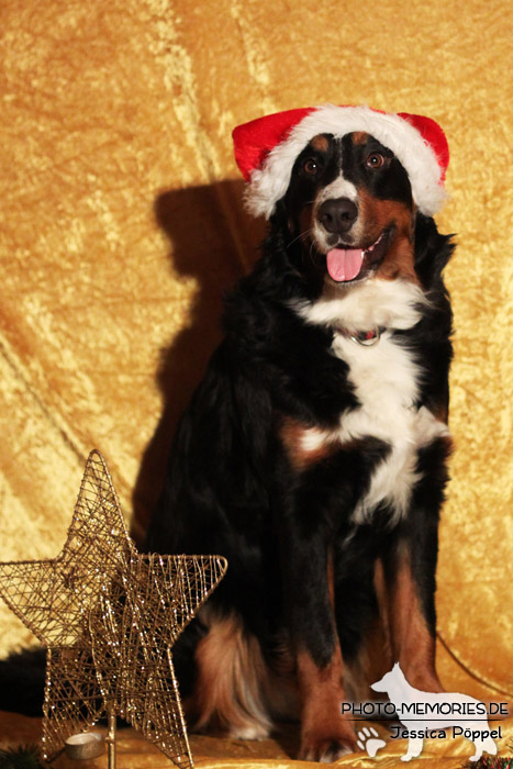 Berner Sennenhund an Weihnachten