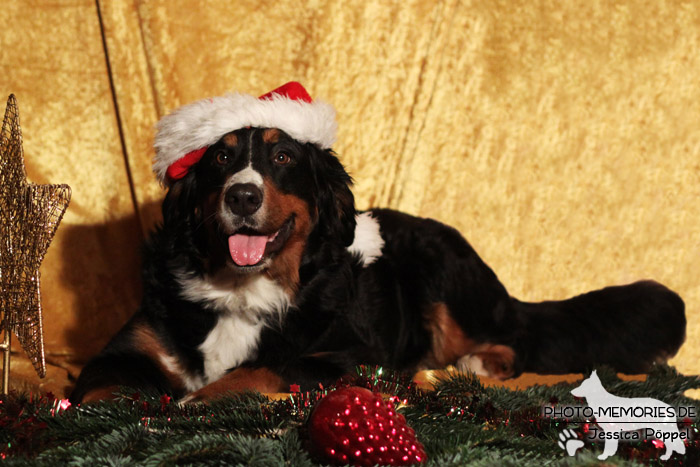 Berner Sennenhund an Weihnachten