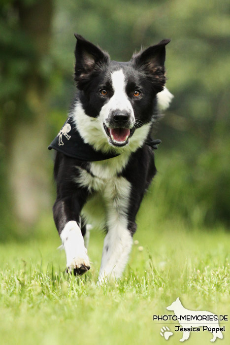 Border Collie in Action