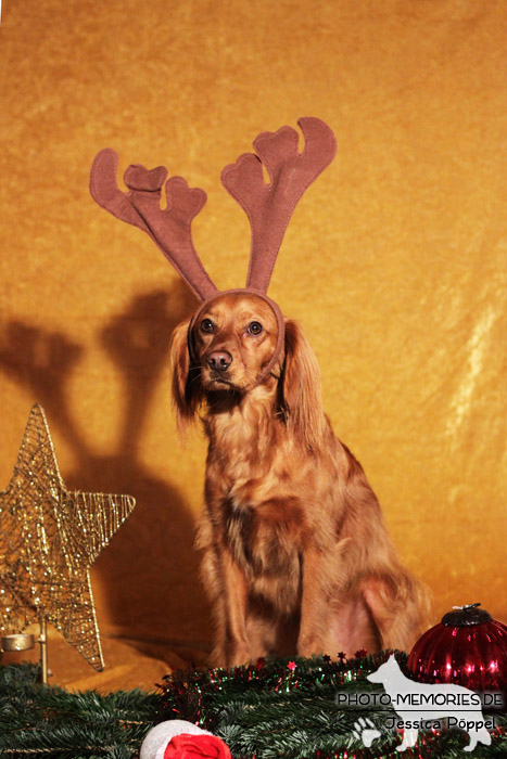 Spaniel im Studio an Weihnachten