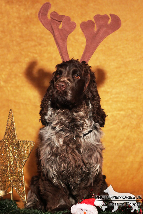 Cocker Spaniel im Studio an Weihnachten