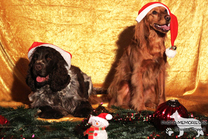 Zwei Spaniel im Studio an Weihnachten