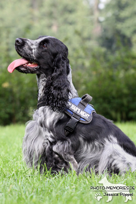 Cocker Spaniel im Sitzen