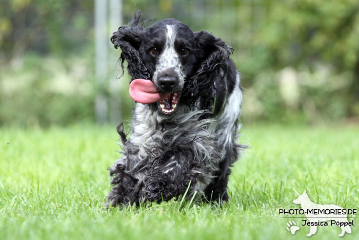 Cocker Spaniel in Action