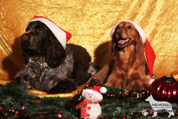 Zwei Spaniel im Studio an Weihnachten