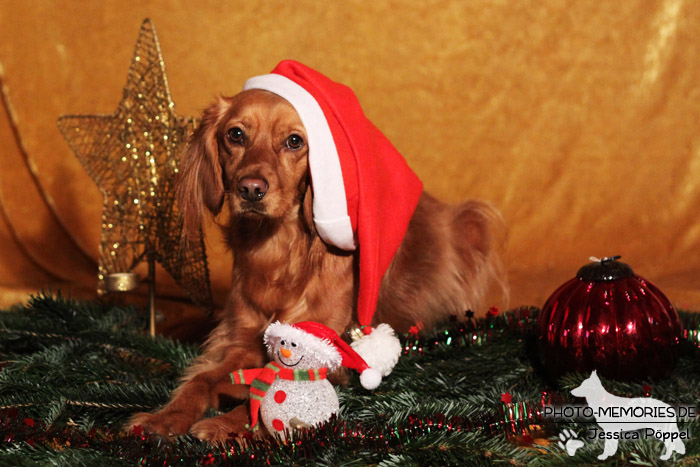 Spaniel im Studio an Weihnachten