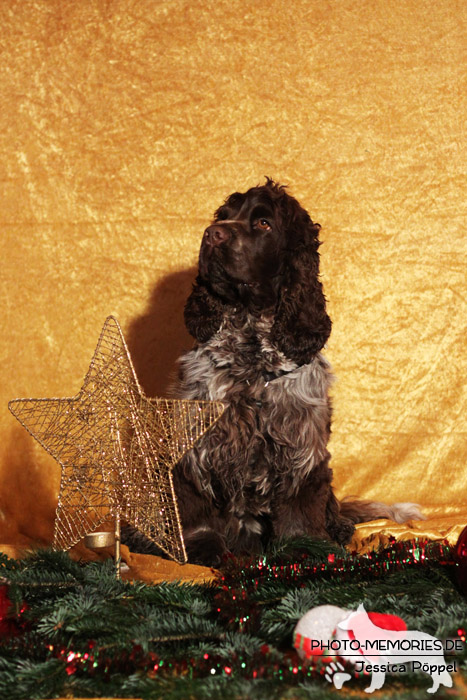 Cocker Spaniel im Studio