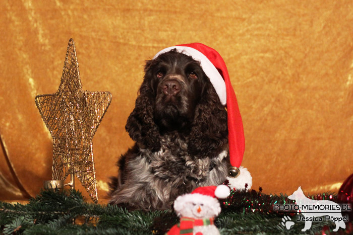 Cocker Spaniel im Studio an Weihnachten