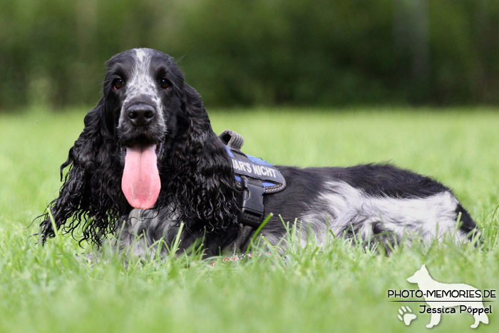 Cocker Spaniel im Liegen