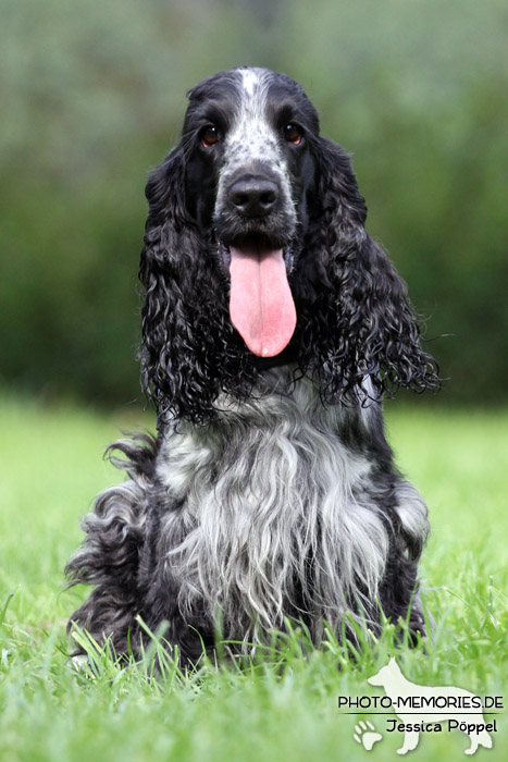 Cocker Spaniel im Sitzen