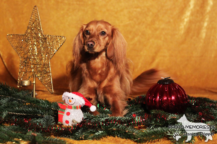 Spaniel im Studio an Weihnachten