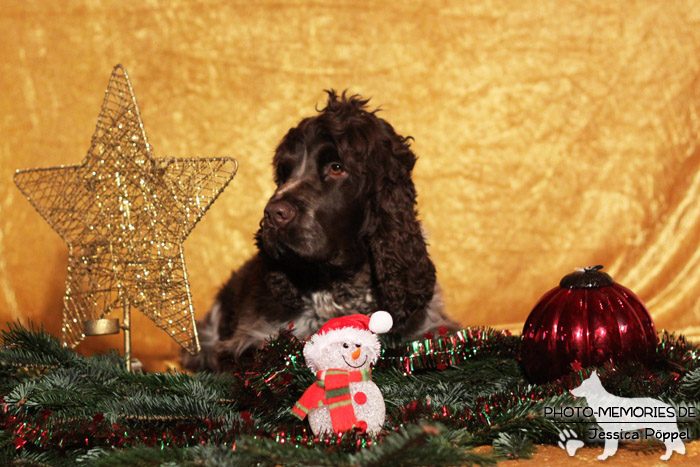 Cocker Spaniel im Studio an Weihnachten