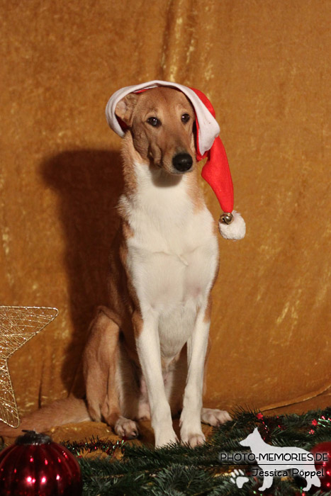 Collie im Studio an Weihnachten