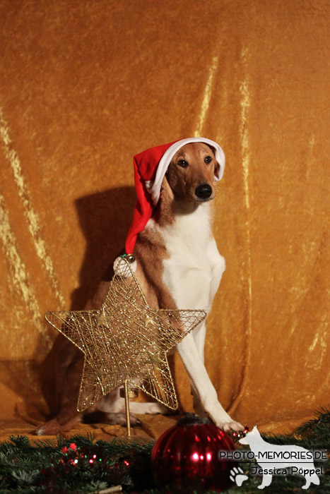 Collie im Studio an Weihnachten