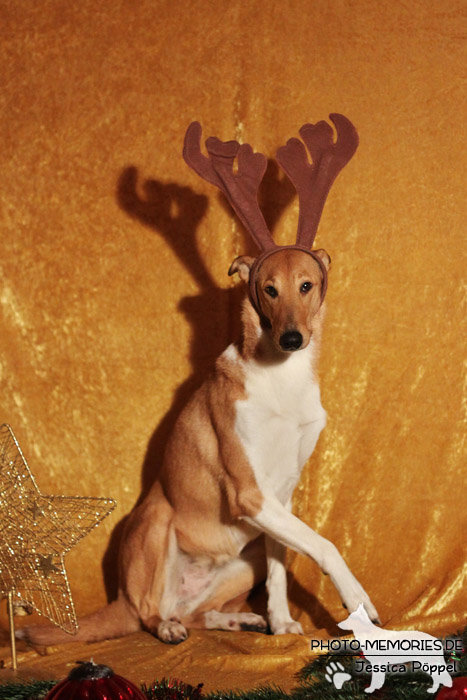 Collie im Studio an Weihnachten