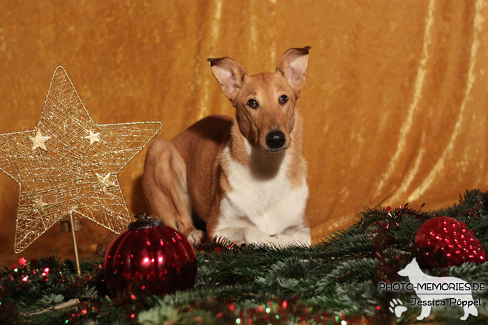 Collie im Studio