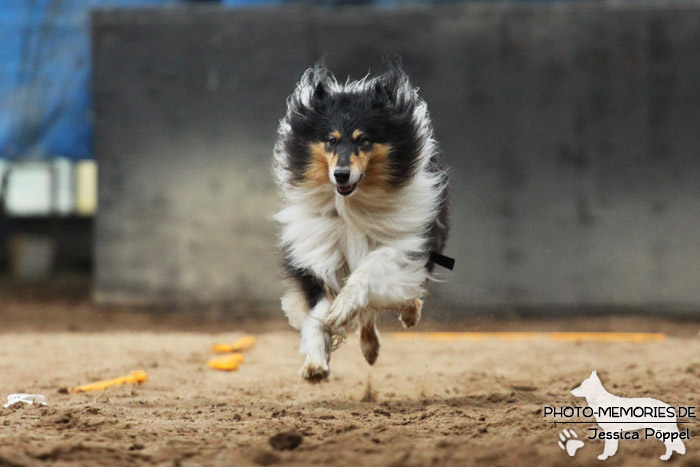 Collie in Action