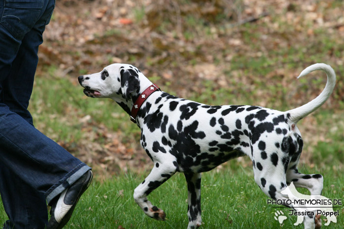 Dalmatiner in der Hundeschule