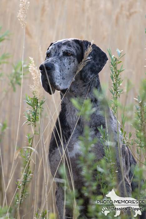 Portrait einer Deutschen Dogge