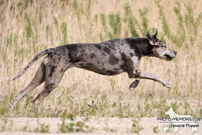 Deutsche Dogge in Action