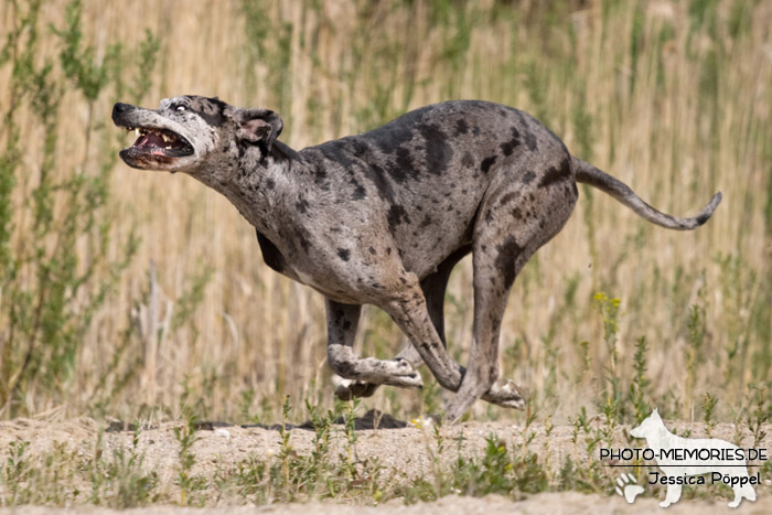 Deutsche Dogge in Action