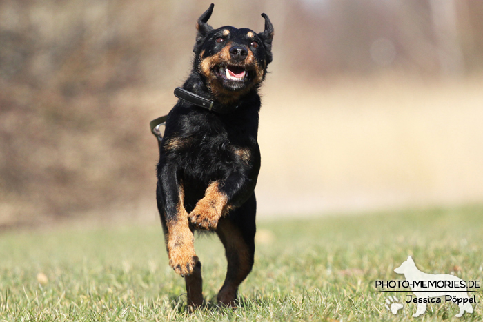 Deutscher Jagdterrier im Laufen