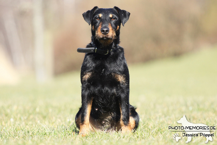 Deutscher Jagdterrier im Sitzen