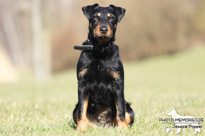 Deutscher Jagdterrier im Sitzen