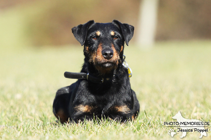 Deutscher Jagdterrier im Liegen