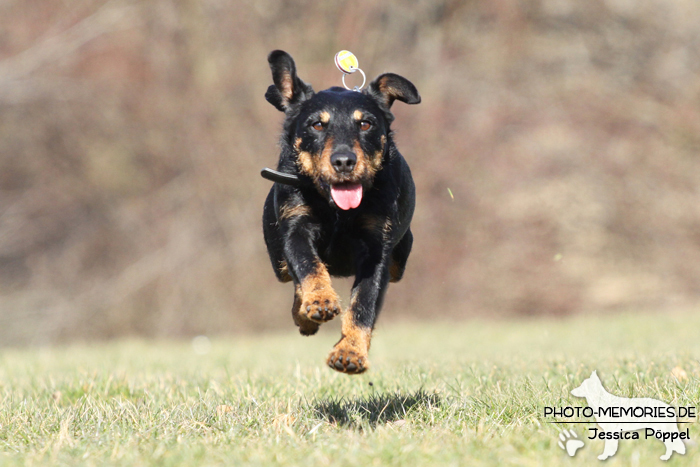 Deutscher Jagdterrier im Laufen