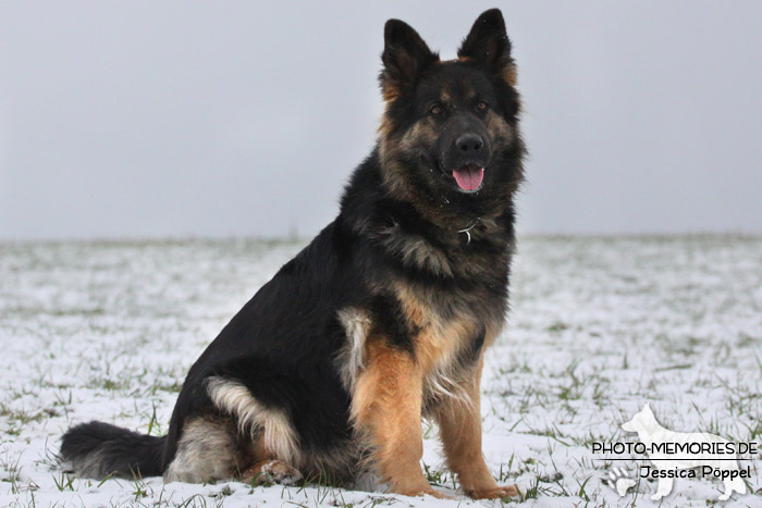 Schwarz-braune Schäferhündin im Schnee