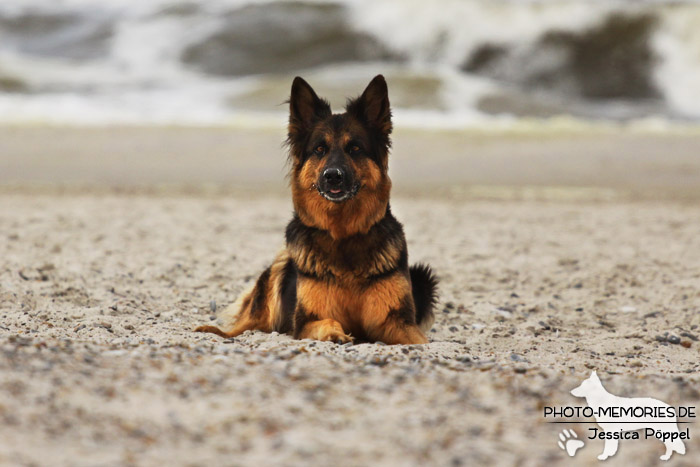 Schwarz-braune altdeutsche Schäferhündin am Strand